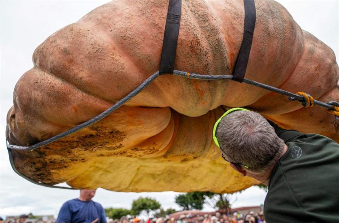 بوزن أكثر من طن.. شاهد أكبر ثمرة يقطين على الاطلاق في كاليفورنيا 