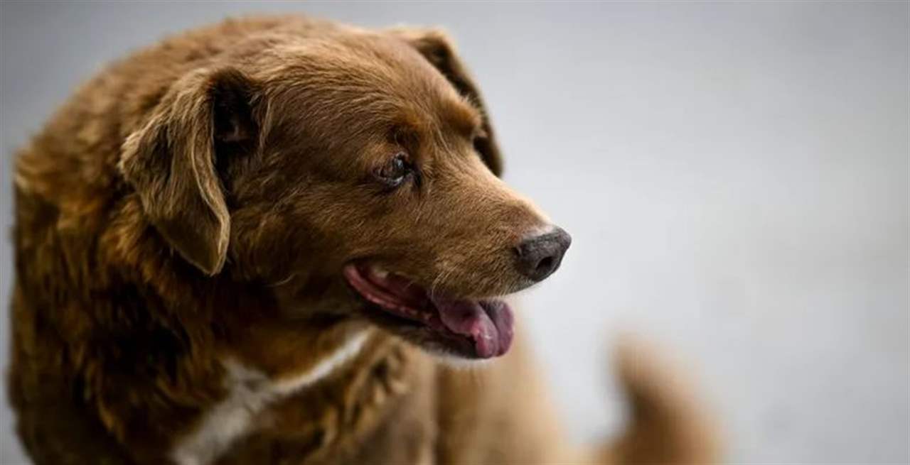 نفوق بوبي أكبر كلب عمراً في العالم عن 31 عاماً