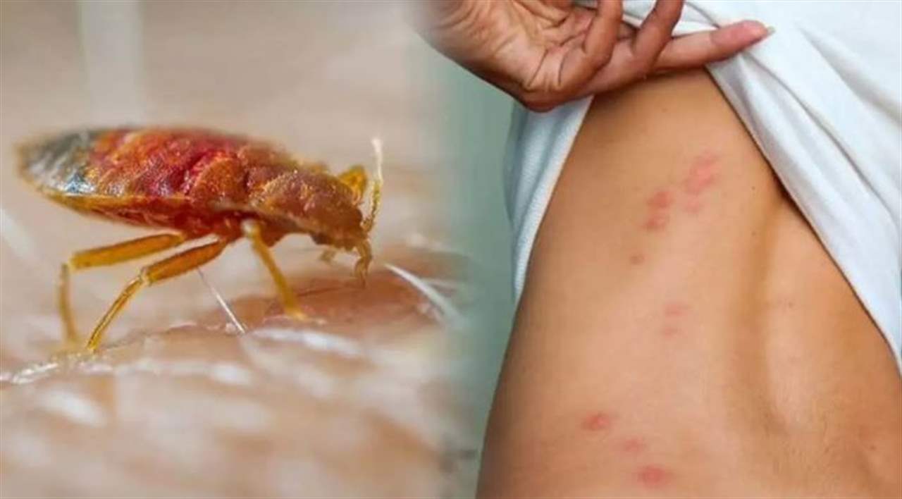 وصول حشرة البقّ الى لبنان… هذه المناطق الأكثر عرضة للخطر