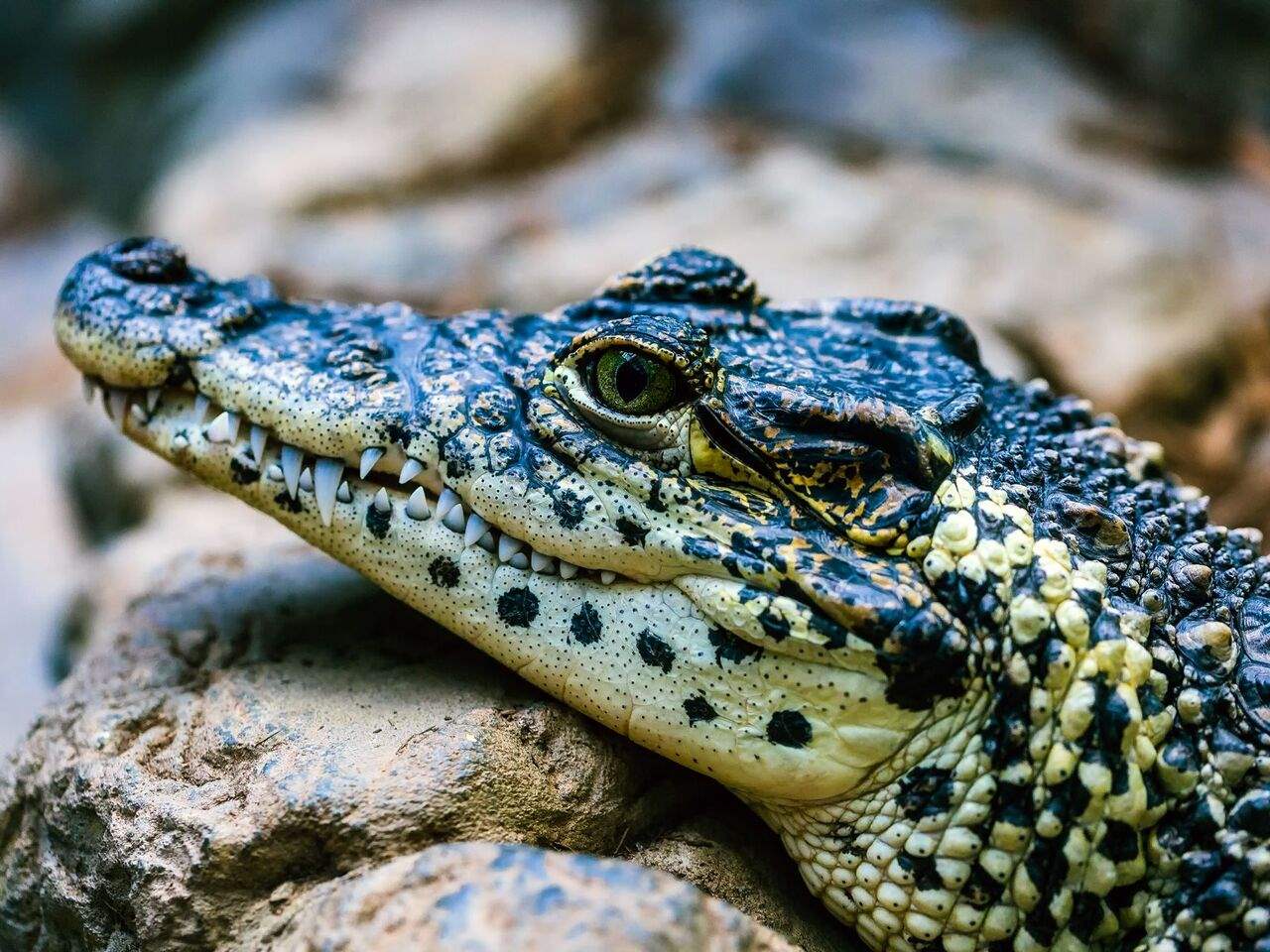 فيديو يوّثق لحظات مريبة... تمساح ضخم هارب يثير الذعر في محافظة سعودية! 