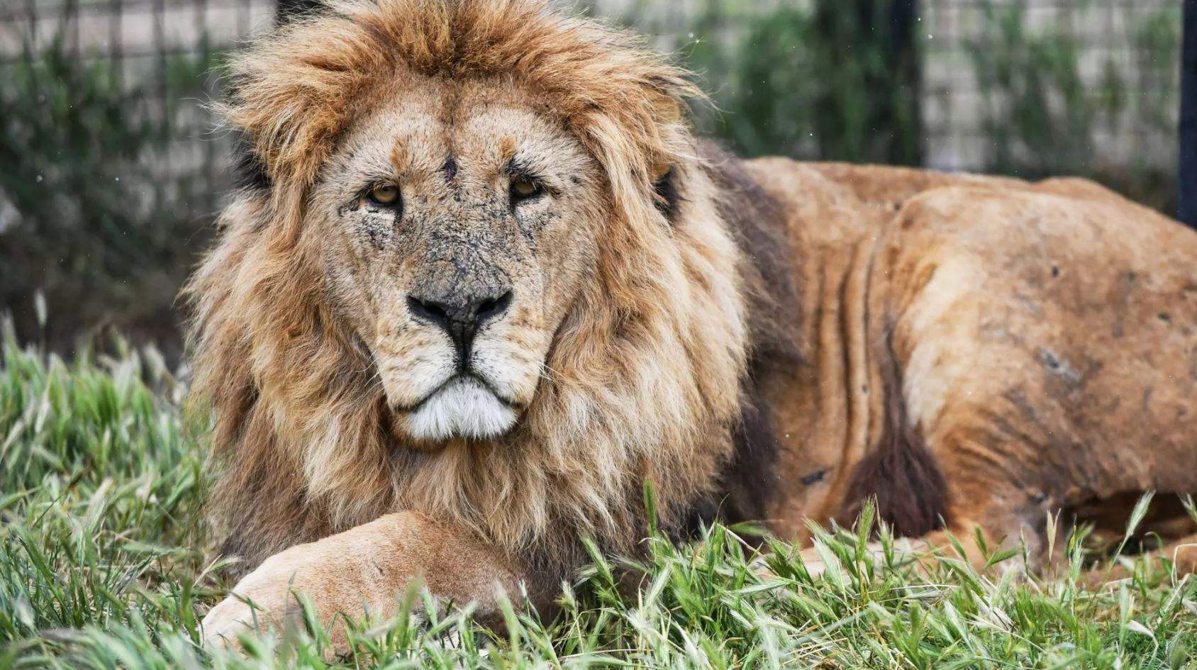 بالفيديو - إستنفار كبير في روما بسبب أسد هارب من السيرك