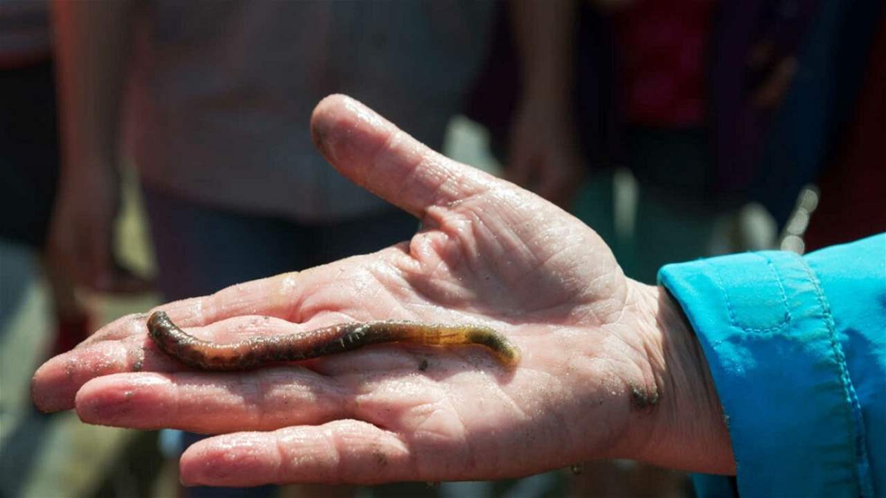 هل تقلبُ دماء الديدان الرملية موازين الرياضة العالمية؟