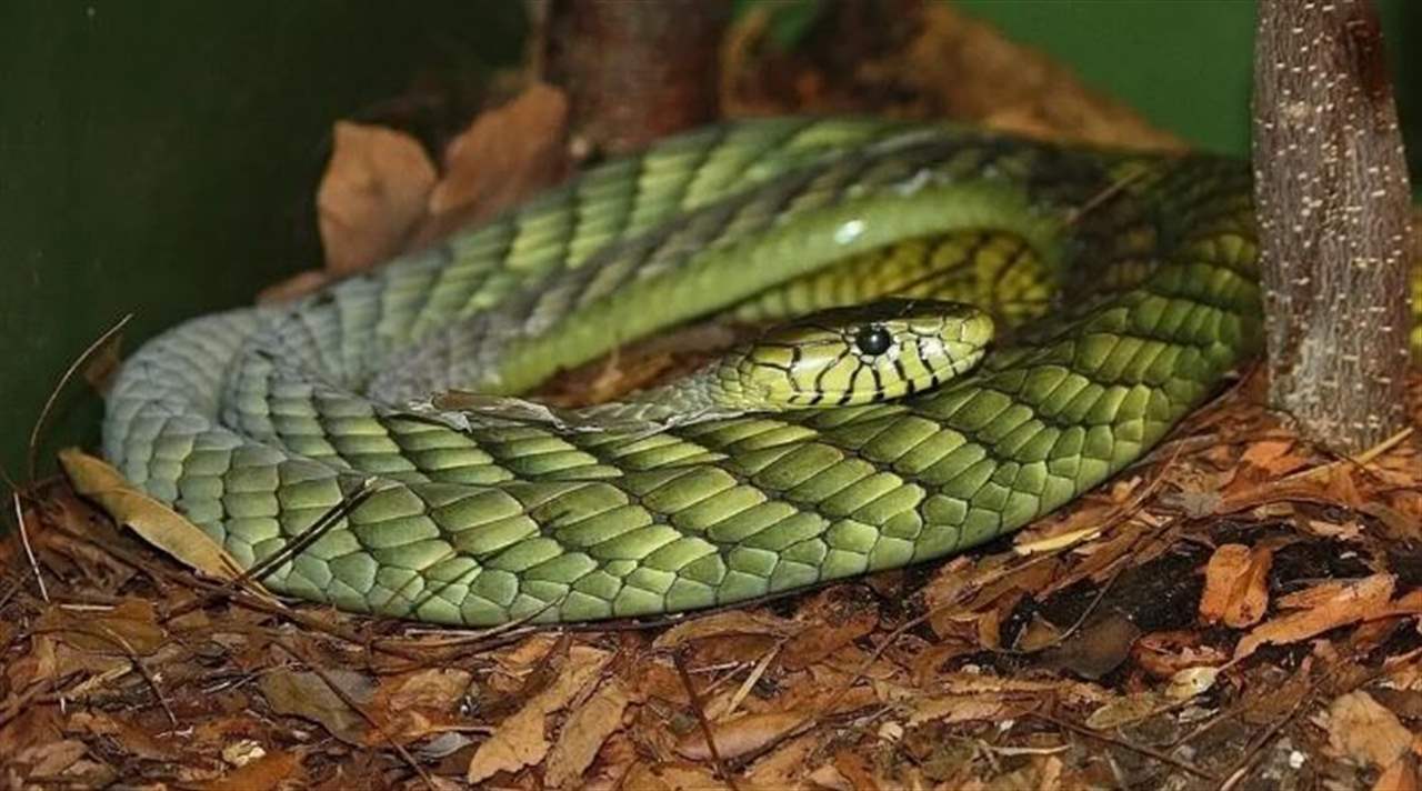 ثعبان سام جدا يهرب من مالكه في هولندا... وتحذير للمواطنين: ""لا تحاولوا الإمساك به"