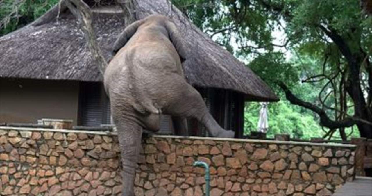 بعد ما حصل لصغيرها .. 5 أفيال تد هس سيارة في ماليزيا 