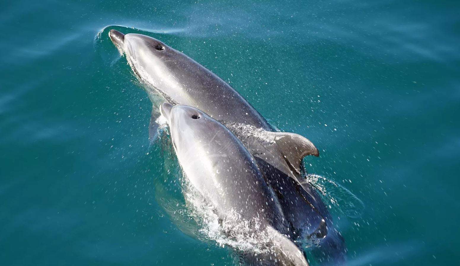 علماء يكتشفون قدرة غريبة لدى الدلافين