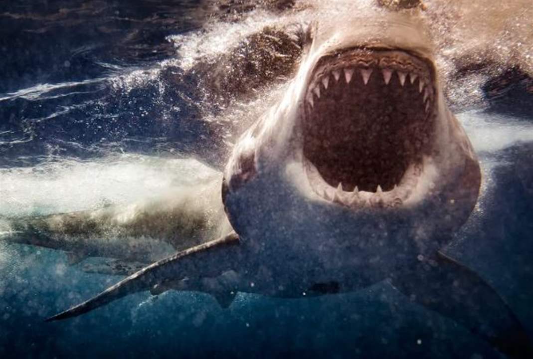 رحلة مجداف تنتهي بمــ   أساة ... عضة قرش تنهي حياة سائحة