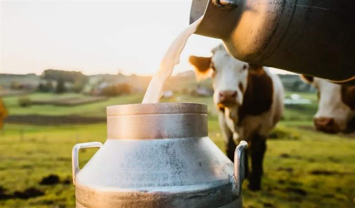 أيهما أفضل الحليب البقري أم الجاموسي؟