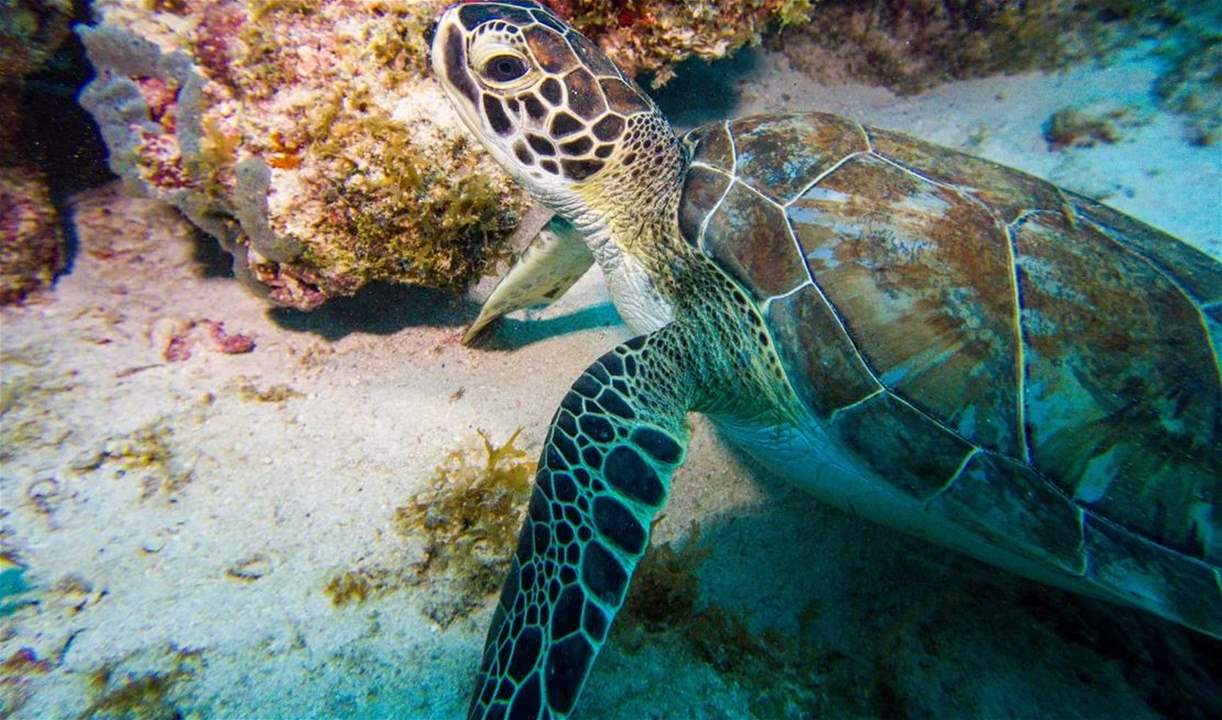 الكشف عن "القائمة الحمراء" للأنواع المهددة بالإنقراض