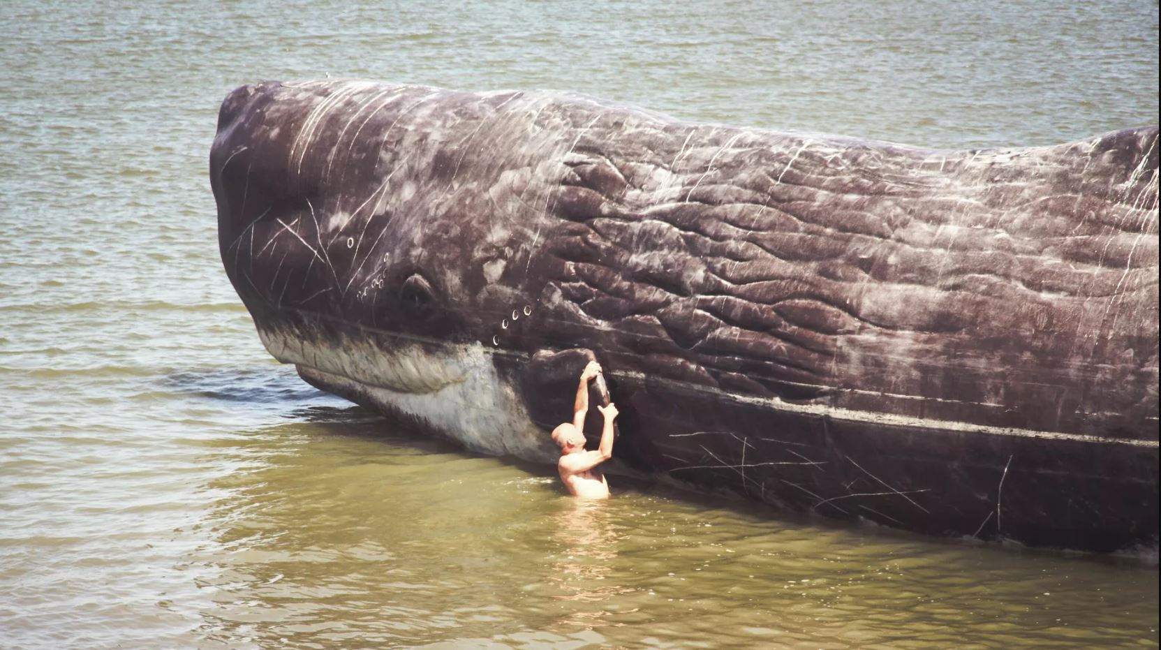  بالفيديو - حوت ضخم يقترب من رواد أحد الشواطئ الأسترالية 