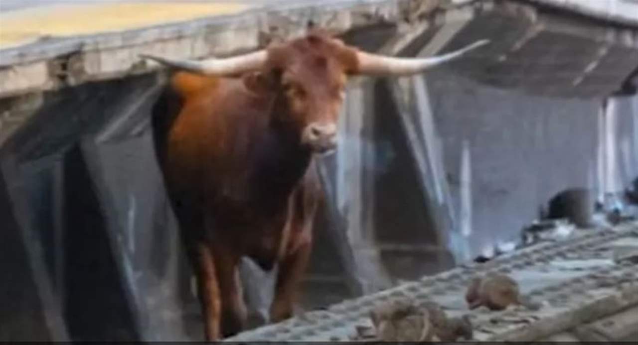 بالفيديو - ثور طليق يعرقل حركة القطارات في أميركا