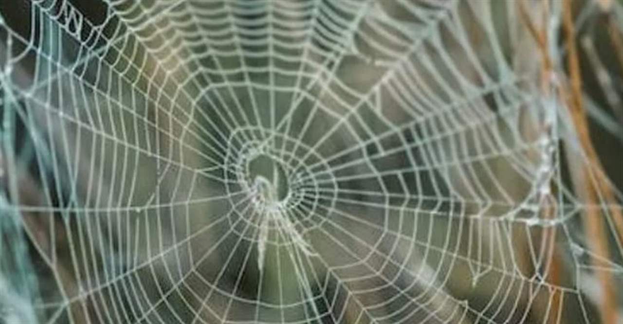 بعدما عانت من اصوات غريبة ..  عنكبوت حي يبني عشاً داخل أذن امرأة !