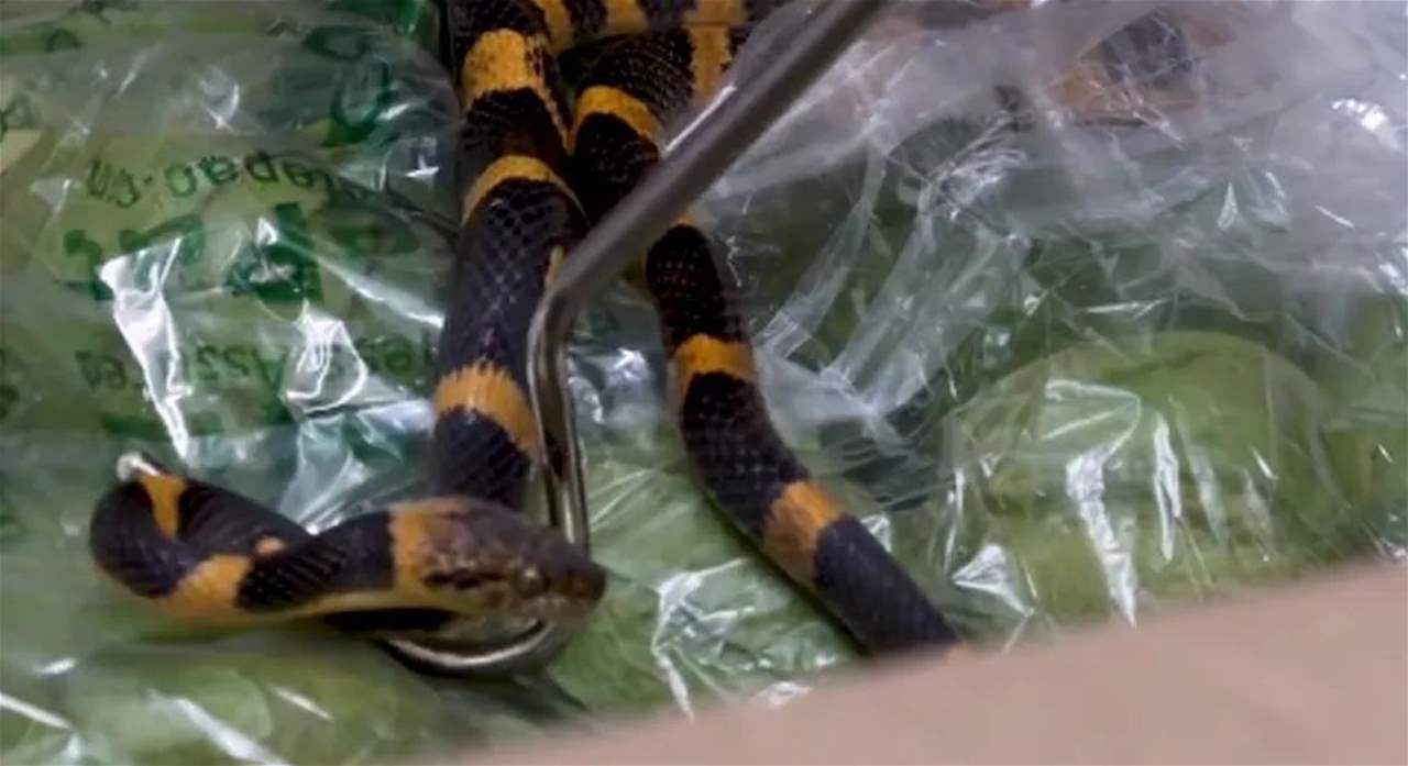 بالفيديو - مفاجأة "غير متوقعة" في صندوق طماطم.. ثعبان كبير