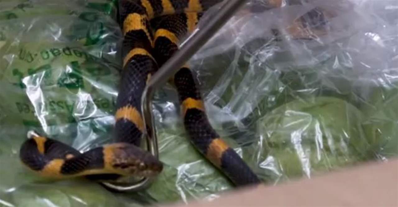 مفاجأة "غير متوقعة" ... بالفيديو -  ثعبان كبير داخل صندوق طماطم  