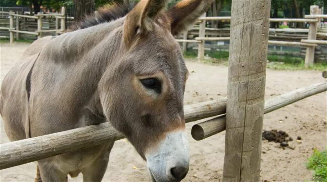 في العراق .. عصابة تسرق الحمير وتبيع لحومها لأحد المطاعم 