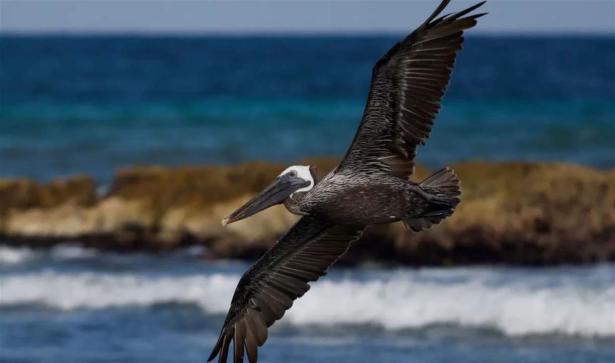 "معجزة" أغرب من الخيال حدثت لصياد في المحيط.. إليكم التفاصيل 