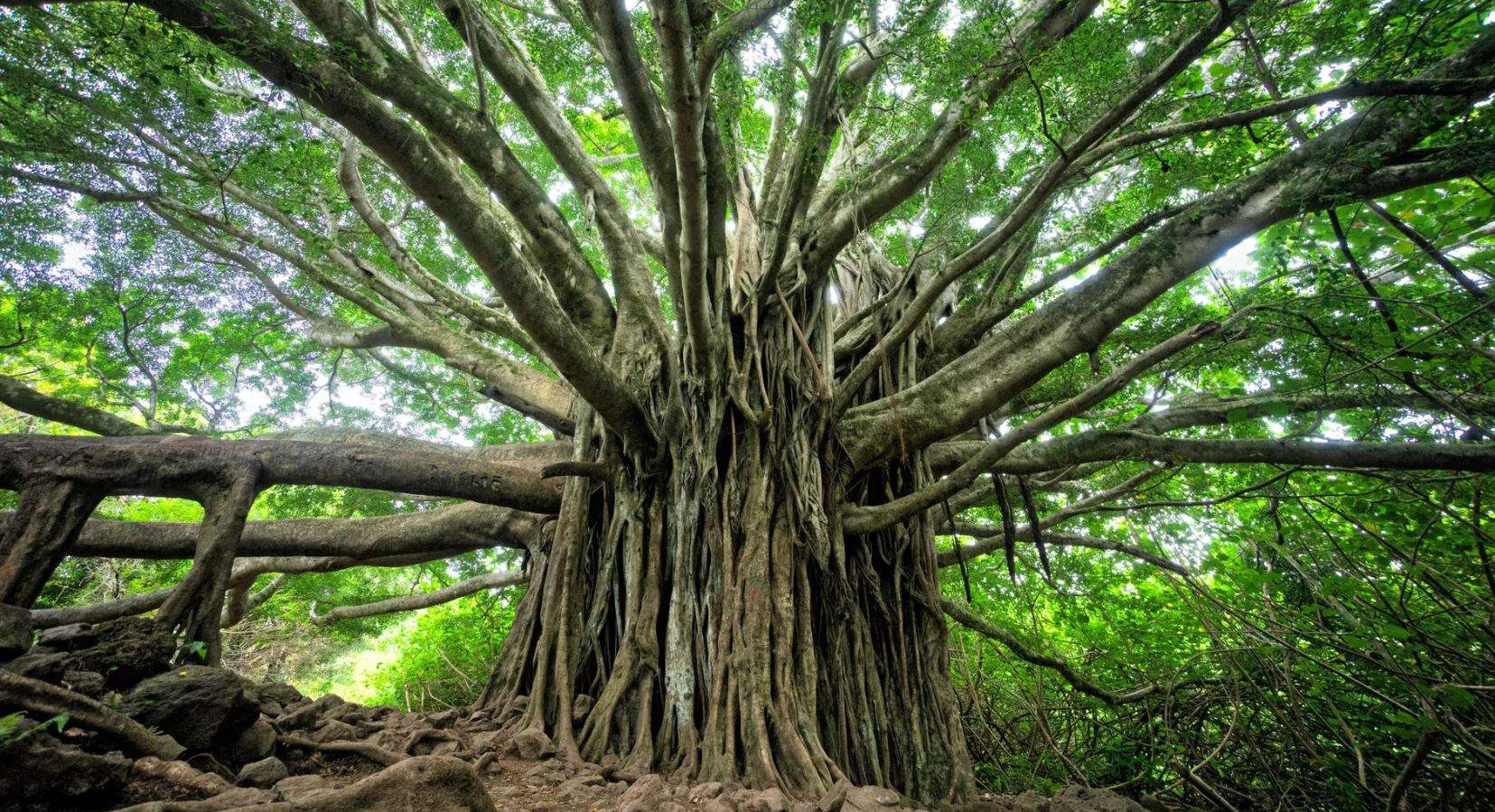 صعق جذور النباتات بالكهرباء قد ينقذ البشرية