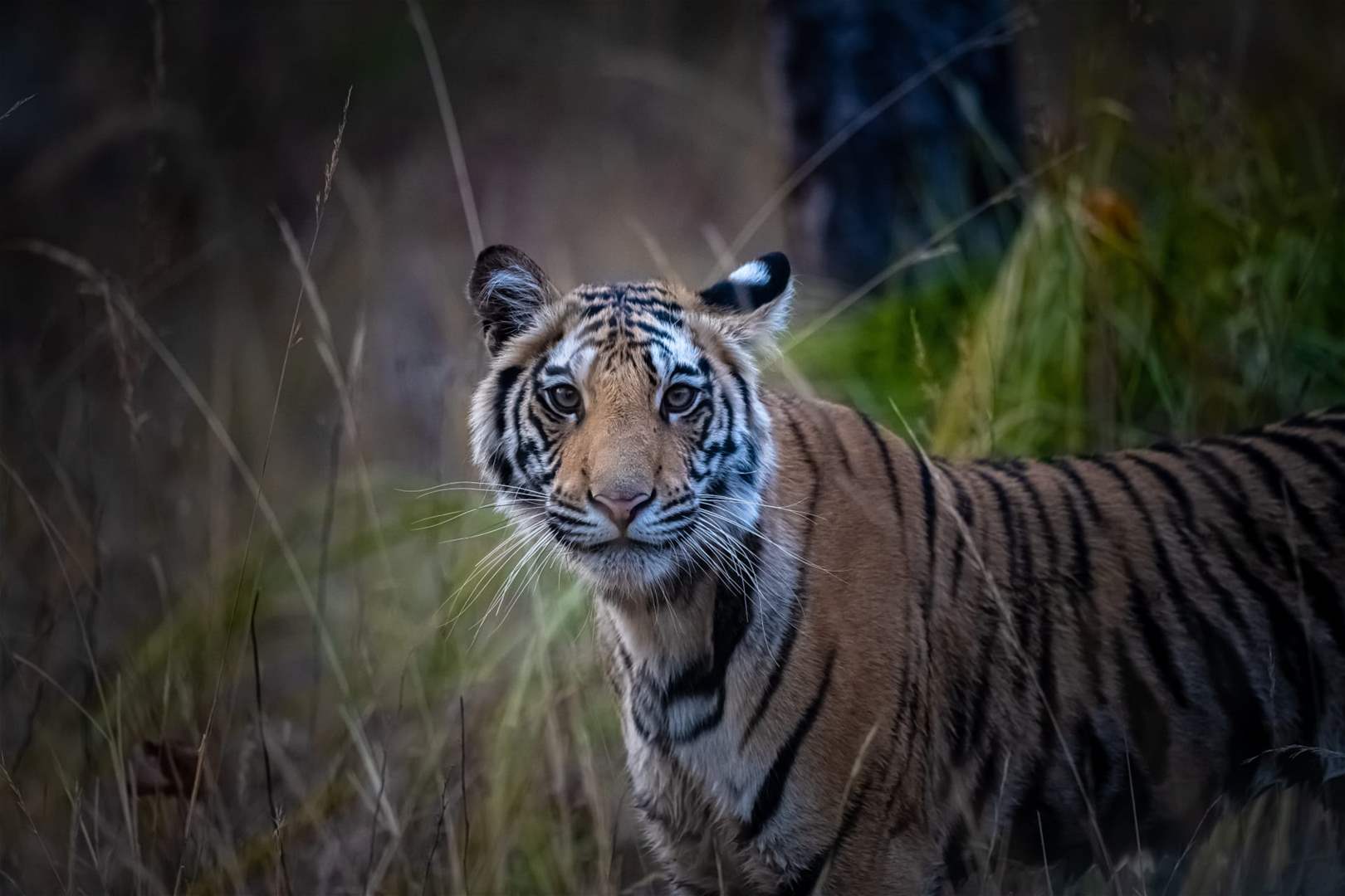 فيديو غريب - شاب يمازح صديقه بإطلاق نمر عليه! 
