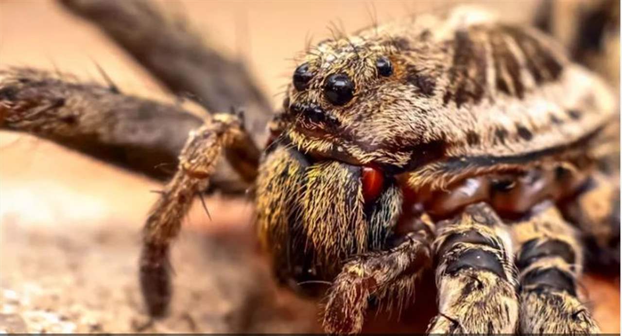 عنكبوت وصرصار يكلفان شركة 3 ملايين دولار.. السبب؟