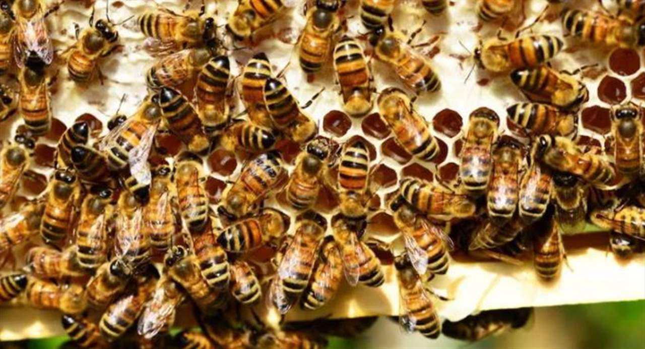 نفوق 3 ملايين نحلة ...  الخبراء يكشفون عن سبب غامض