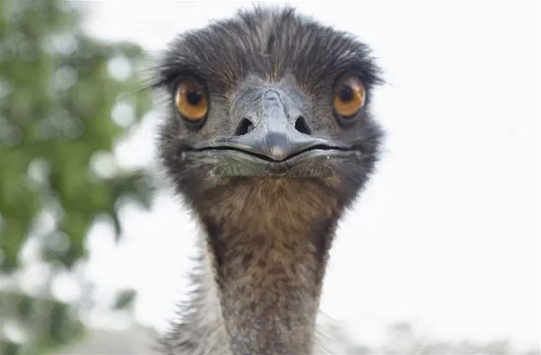 عام 1932.. عندما هزمت طيور الإيمو الجيش الأسترالي