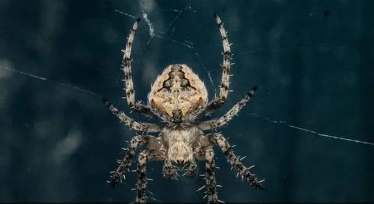 يوقف "رسالة الموت".. أحد أكثر العناكب سميّة قد ينقذ البشر