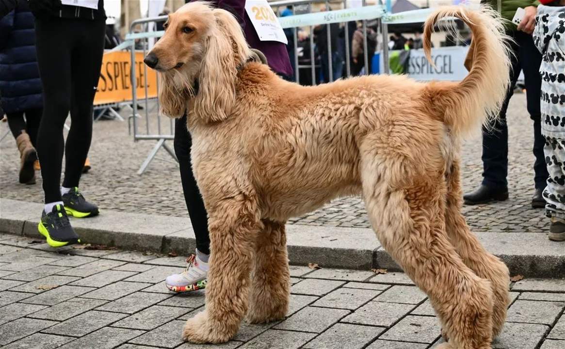 دراسة تكشف أسراراً مثيرة عن "أبرز عادة للكلاب".. لماذا تحدث؟