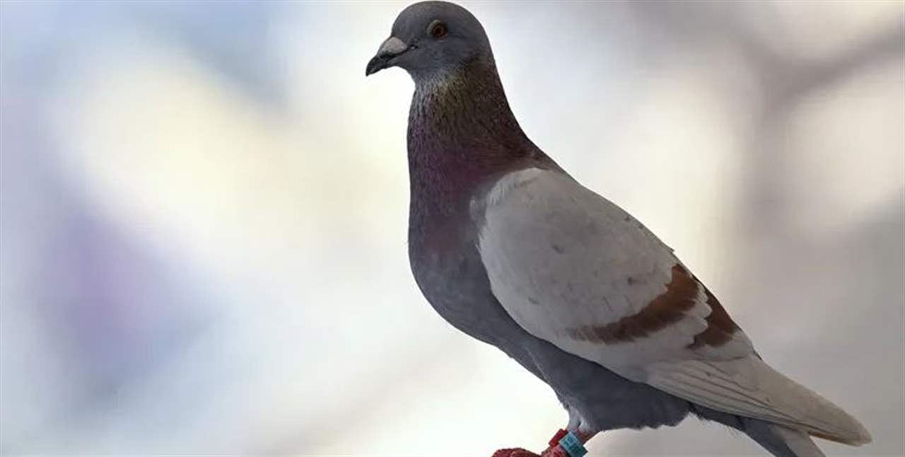  بعد 8 أشهر من حبسها.. الهند تطلق سراح "حمامة التجسس" 