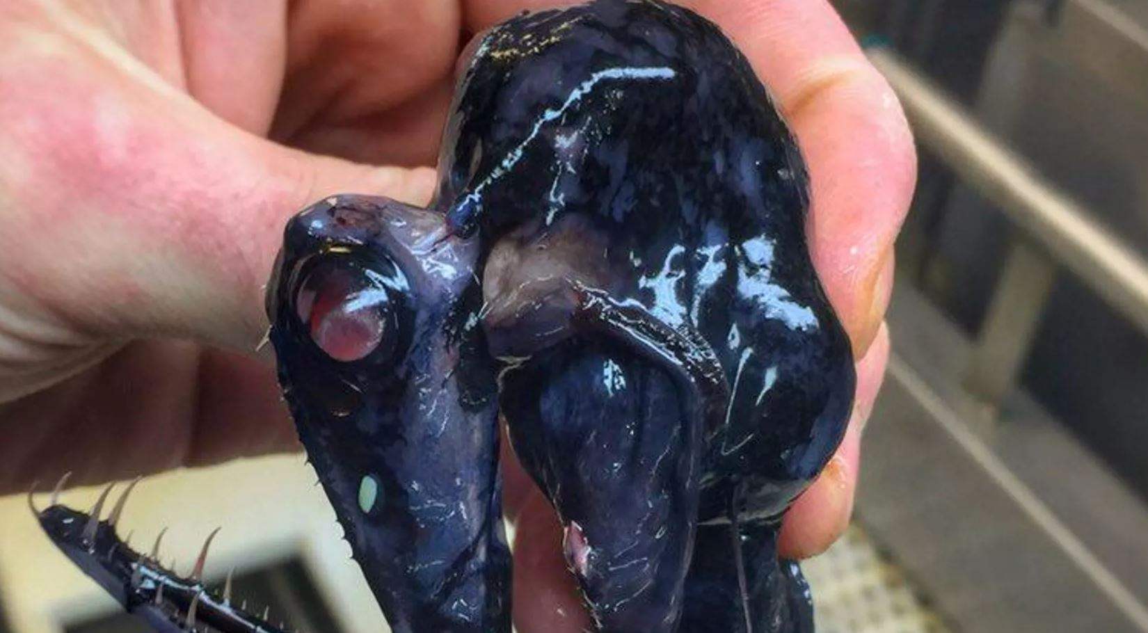 علماء يكتشفون بيوضاً سوداء غامضة في قاع المحيط