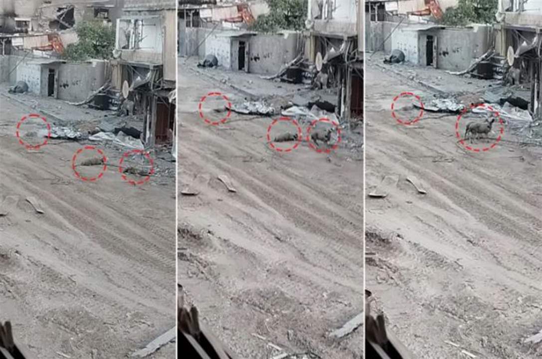 بالفيديو - "حتى المواشي لم تسلم من إجرامهم".. تعليقات على قنص "الجيش الإسرائيلي" خرافاً في خان يونس