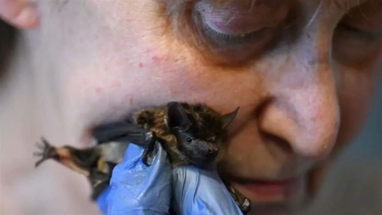 بالصور- تعرفوا على &quot;&quot;الأم الوطواط&quot;.. سيدة تعتني بمئات الخفافيش داخل شقتها