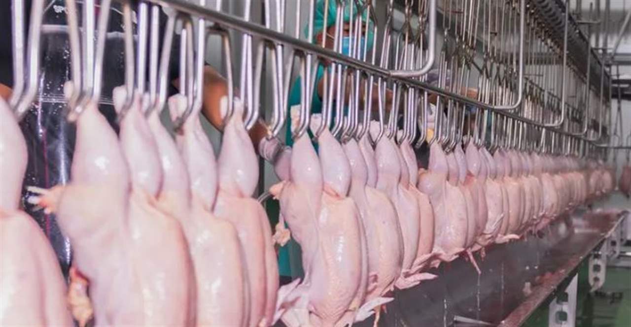 عملية سرقة غير مسبوقة .. لصوص يستولون على 133 طناً من الدجاج
