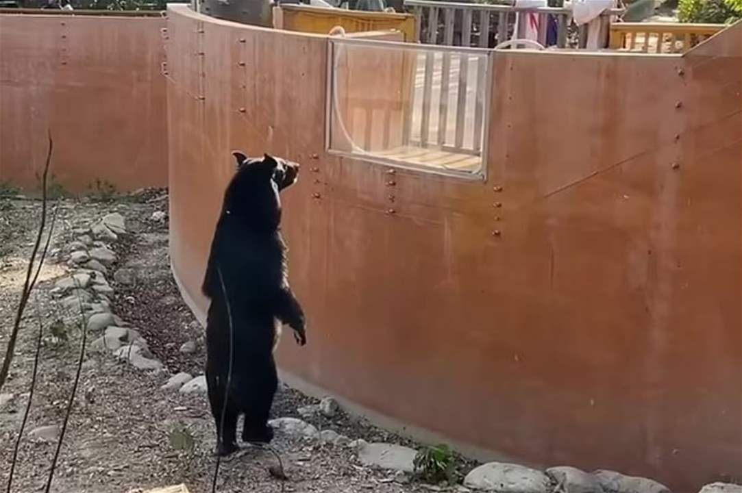 بالفيديو - دب يمشي على قدمين في حديقة حيوان .. هل هو حيوان أم إنسان؟ 