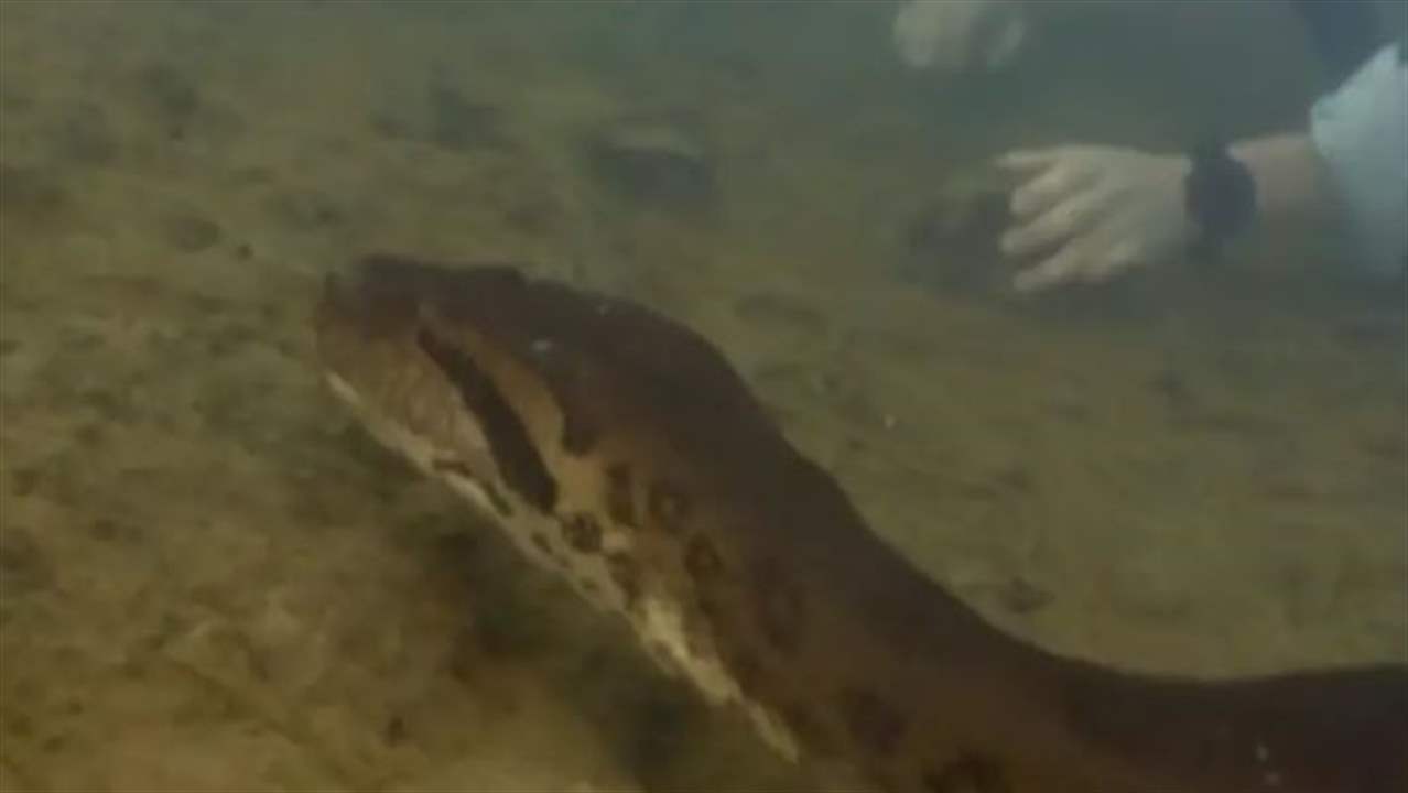 بالفيديو - اكتشاف أكبر أنواع الثعابين في العالم .. طولها 7.92 مترا ووزنها 199.58 كلغ