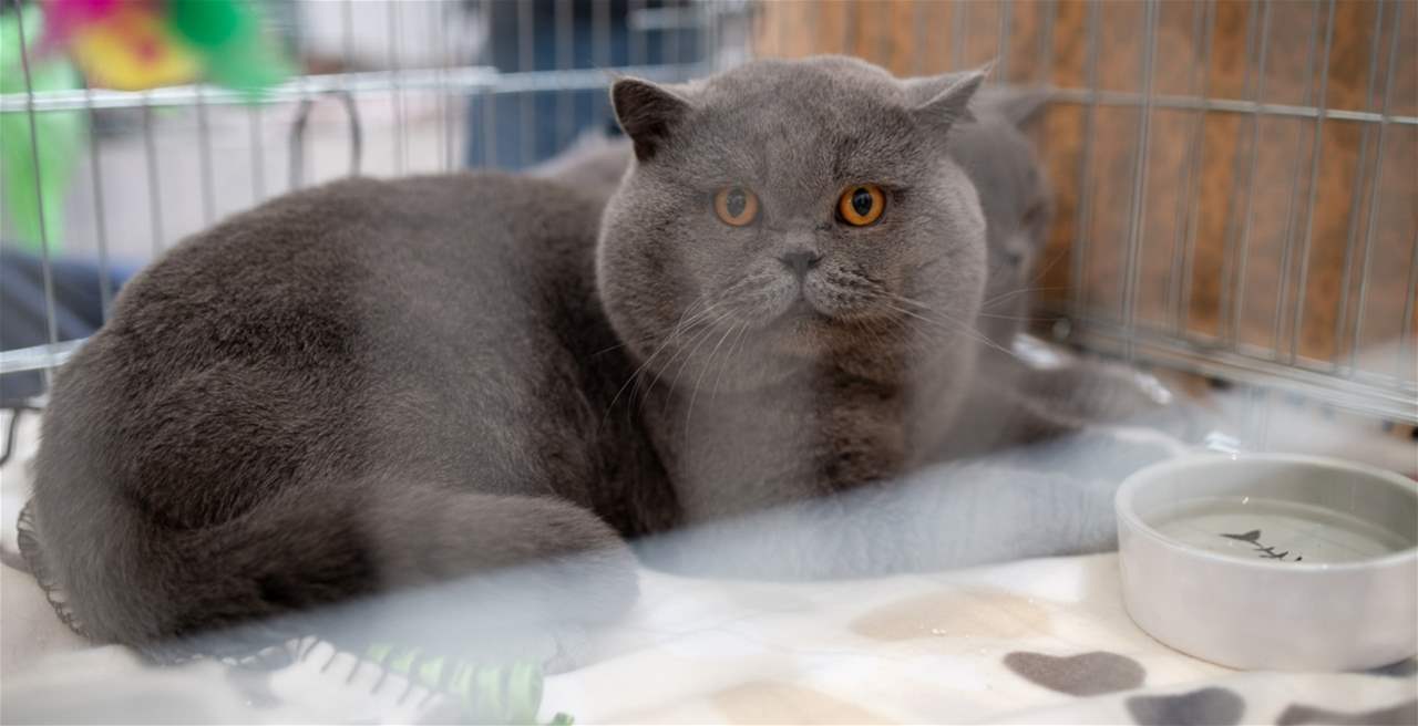 قطة تثير حالة استنفار في اليابان.. والسبب غريب 