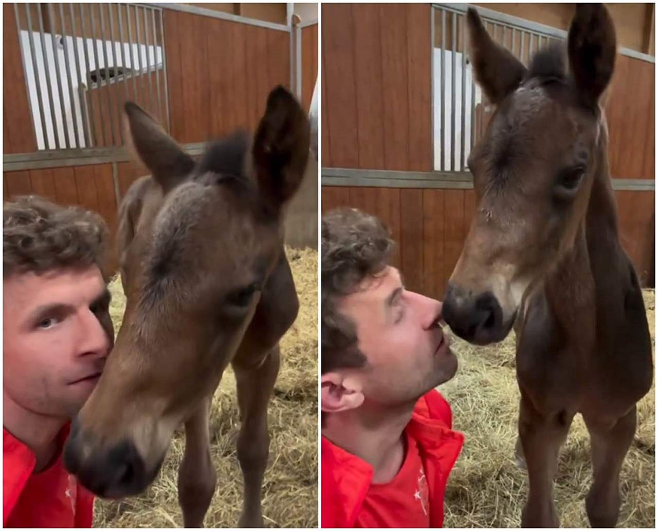 فيديو - توماس مولر يحتفل بفوز البايرن بقبلة للحمار !!