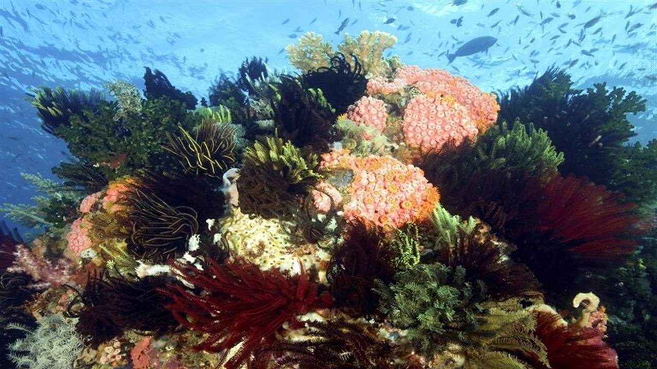 اكتشاف مادة مضادة للأورام في زنابق البحر... ماذا في التفاصيل؟