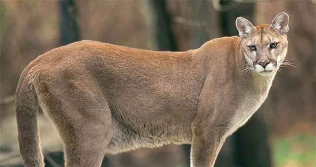 في كاليفورنيا... أسد جبلي يقتل شاباً ويصيب شقيقه 