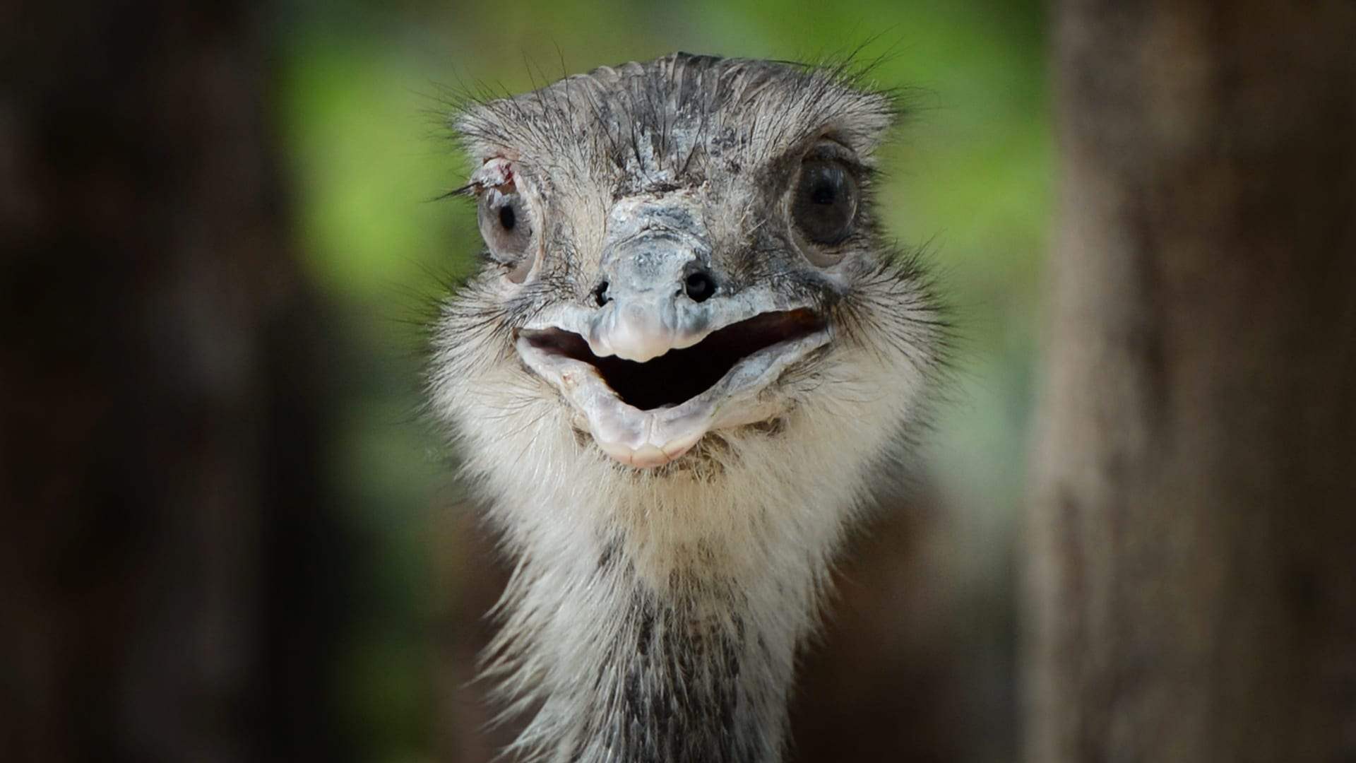 بالفيديو - نعامة هاربة تثير الذعر على طريق عام! 