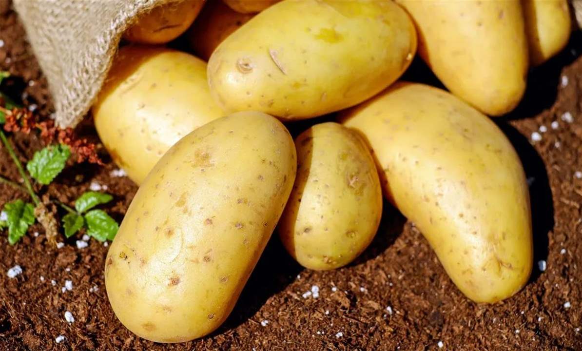 مساع أميركية لتغيير تصنيف البطاطا