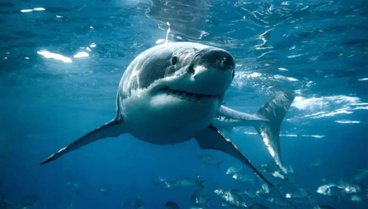 بالفيديو - القرش &quot;ماكو&quot; يعود للبحر الأحمر.. وخبراء يوضحون الأسباب