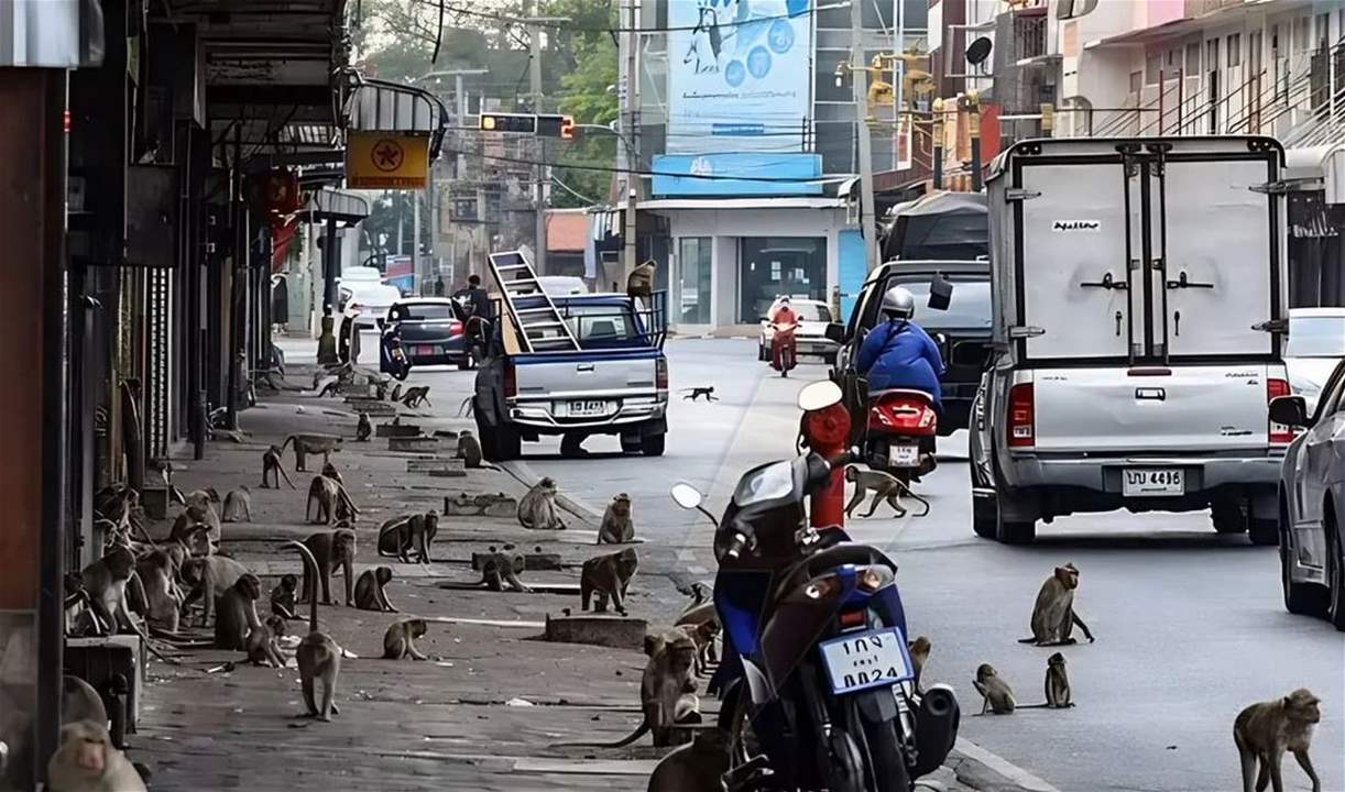 ليس فيلماً.. تايلاند تضع خطة لإنهاء الحرب مع القردة