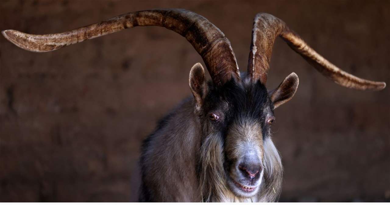 جزيرة إيطالية تقرر "التخلص" من مئات الماعز بطريقة غريبة