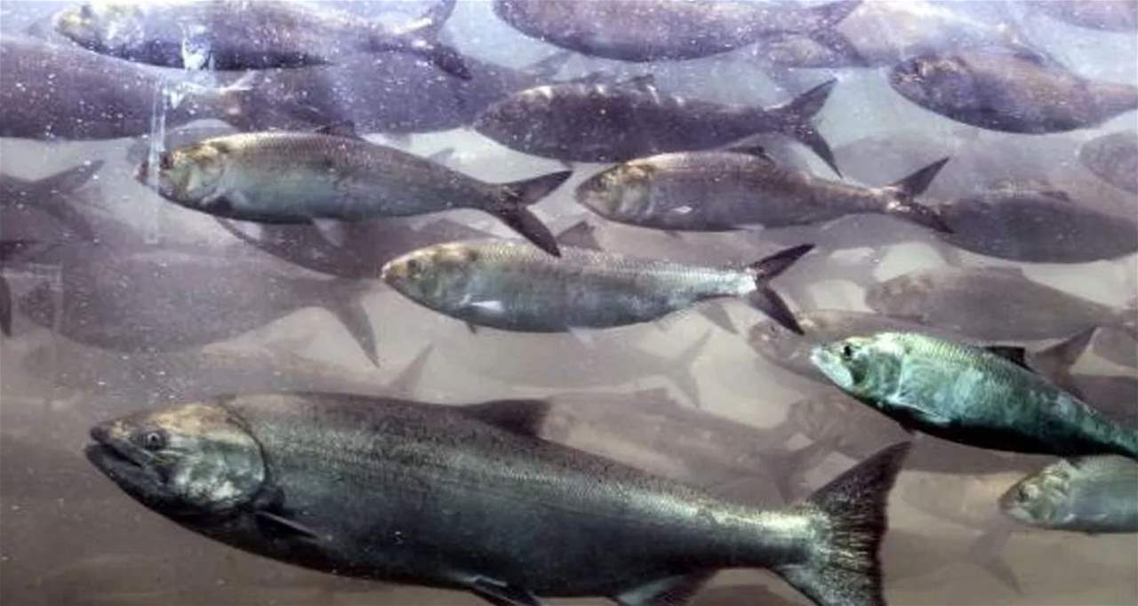 للعام الثاني على التوالي.. كالفورنيا بدون سمك السلمون