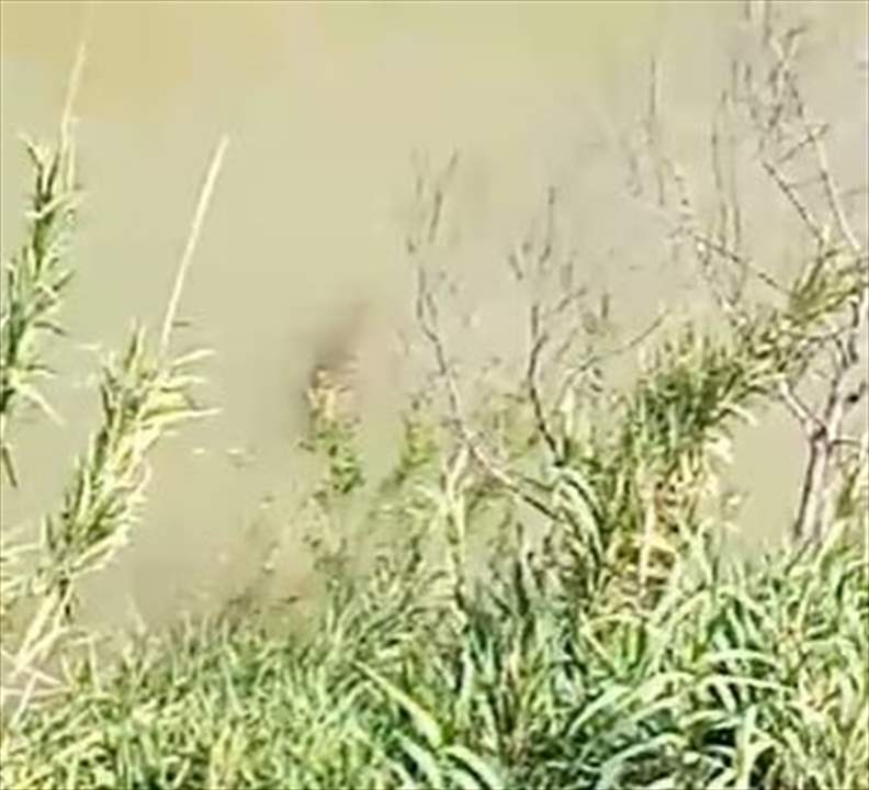 افترس خروفاً ... بالفيديو - ظهور تمساح لأول مرة بنهر في الأردن