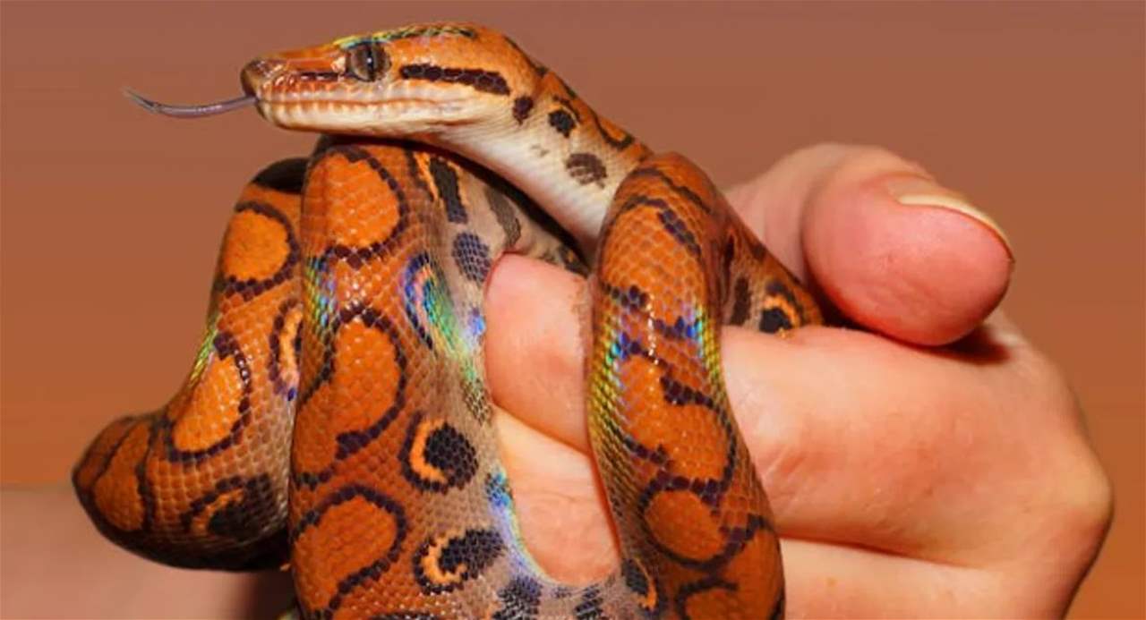 جلود الثعابين والتماسيح تودي بمصممة أزياء شهيرة إلى السجن