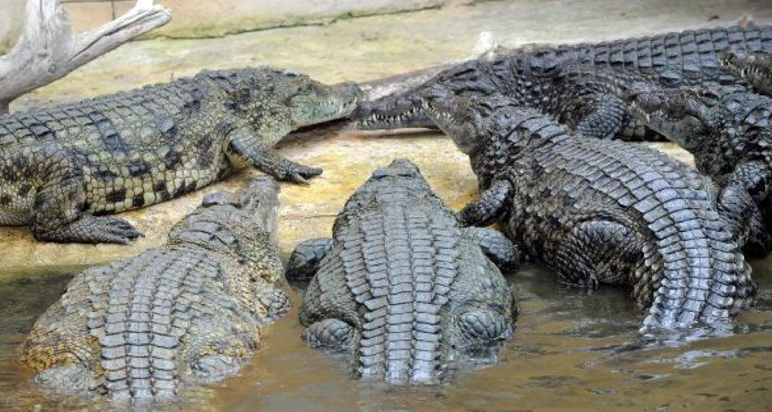 "مصيرها السجن" .. بسبب جلود الثعابين والتماسيح!