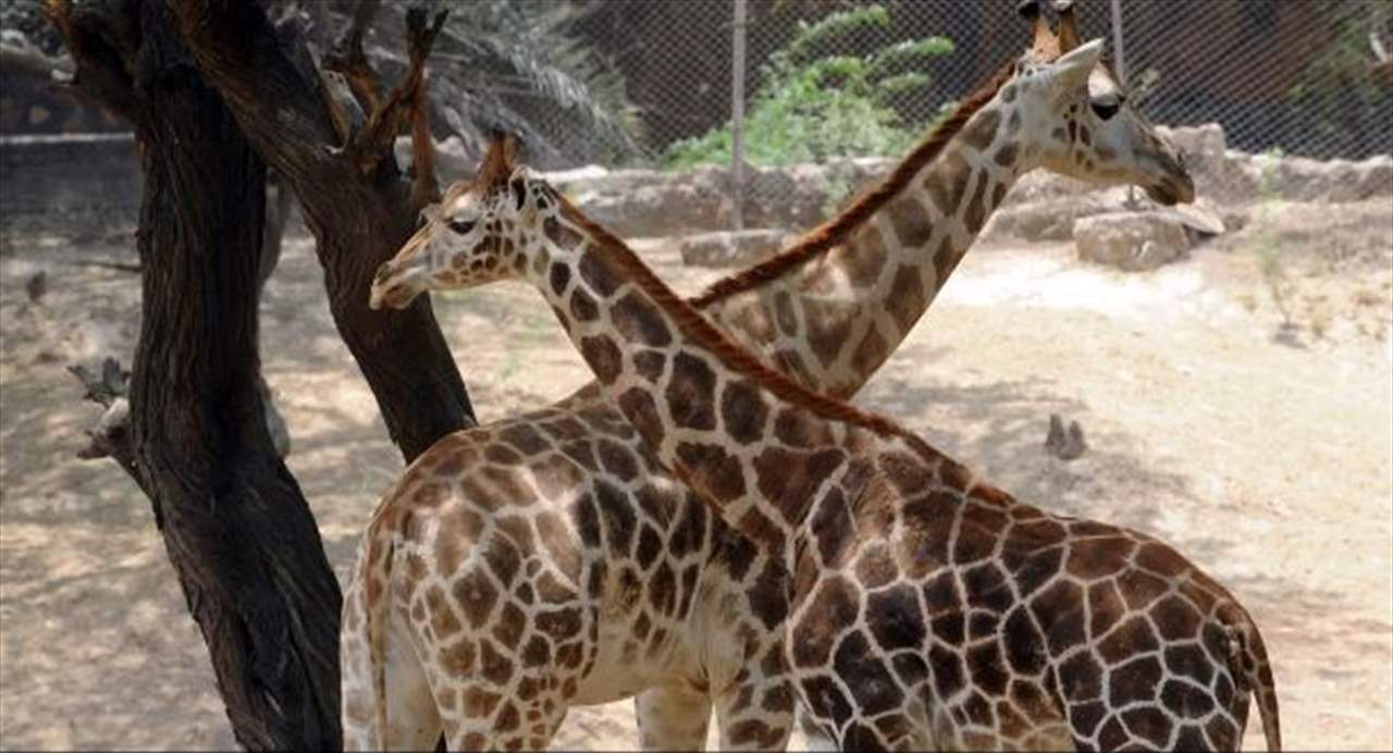 زرافة تضع حياة عامل حديقة على المحك...وهذا ما حصل!