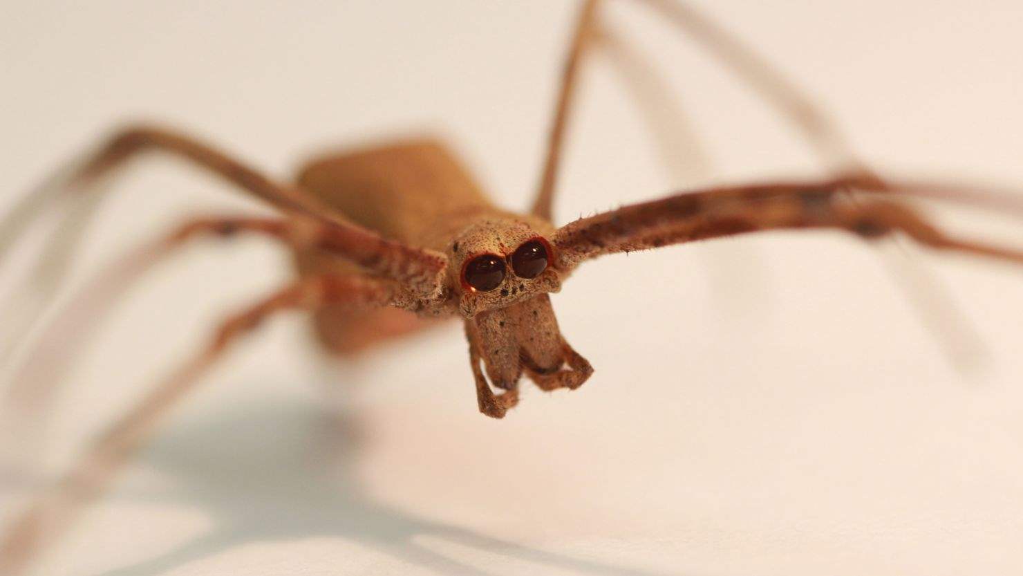 تحذيرات من غزو عناكب غير معروفة!! 