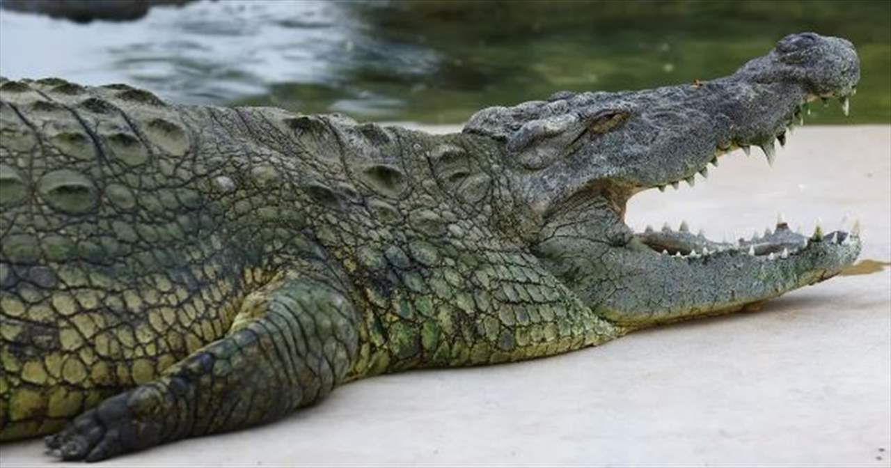 بعد مشاجرة مع زوجها.. أم تلقي طفلها بنهر التماسيح