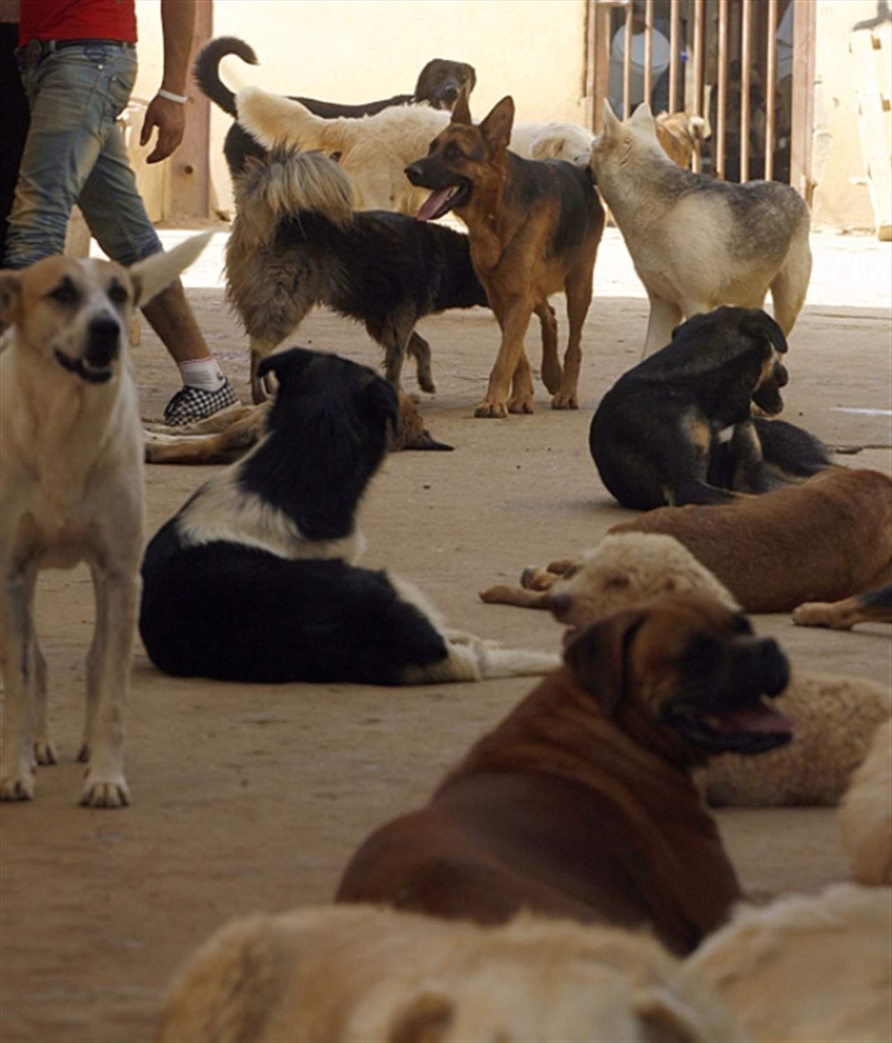الاخبار| داء الكلب..لبنان يعود إلى المربع الأول